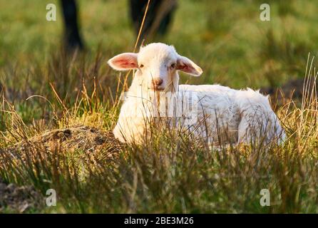 Marktoberdorf, Germania, 11 aprile 2020. Un agnello si trova nell'erba a Pasqua e crogiolarsi al sole il 11 aprile 2020 a Marktoberdorf, in Germania. © Peter Schatz / Alamy Live News Foto Stock