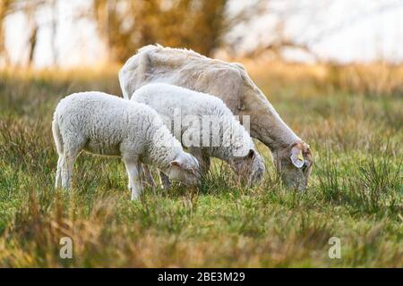 Marktoberdorf, Germania, 11 aprile 2020. Agnelli in erba a Pasqua e crogiolarsi al sole il 11 aprile 2020 a Marktoberdorf, Germania. © Peter Schatz / Alamy Live News Foto Stock