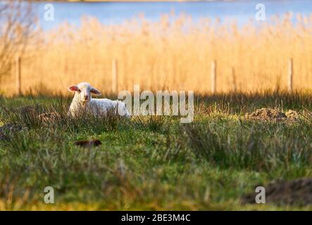 Marktoberdorf, Germania, 11 aprile 2020. Un agnello si trova nell'erba a Pasqua e crogiolarsi al sole il 11 aprile 2020 a Marktoberdorf, in Germania. © Peter Schatz / Alamy Live News Foto Stock