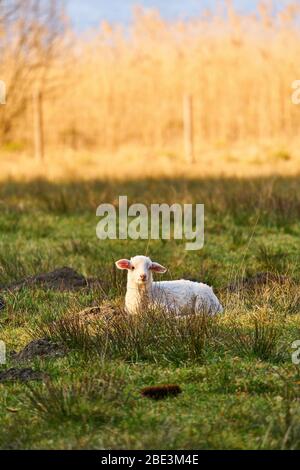 Marktoberdorf, Germania, 11 aprile 2020. Un agnello si trova nell'erba a Pasqua e crogiolarsi al sole il 11 aprile 2020 a Marktoberdorf, in Germania. © Peter Schatz / Alamy Live News Foto Stock