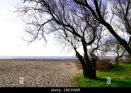 Alberi sulla spiaggia di sabbia Saint-Brice a andernos les bains in Arcachon bacino Francia Foto Stock