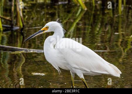 Un piccolo Egret (garzetta di Egretta) al rifugio della natura selvaggia nazionale della Merced in California Foto Stock