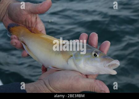 Pesce d'oro appena pescato nelle mani del pescatore. Foto Stock