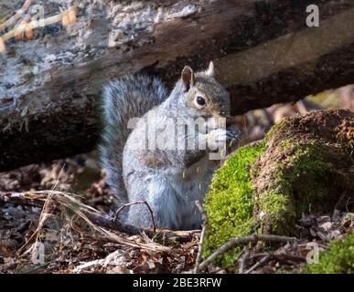 Scoiattolo grigio (Sciurus Carolinensis) che siede nutrendosi nel bosco, Lothian occidentale, Scozia. Foto Stock