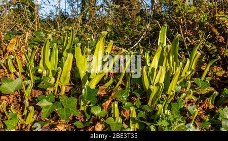 Lingua di Harts Fern asplenium scolopendrium foglie disappicanti su un pavimento di bosco. Foto Stock