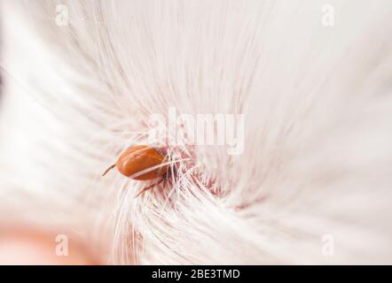 Francia, Loiret (45), zecca femmina (Ixodes ricinus), specie diffusa in Francia, sulla testa del cane shih-tzu Foto Stock