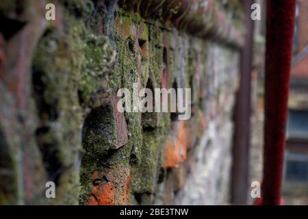 Muschio che cresce nel dettaglio della muratura al Brunswick Mill nel distretto di Ancoats di Manchester Foto Stock