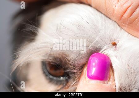 Francia, Loiret (45), zecca femmina (Ixodes ricinus), specie diffusa in Francia, sulla testa del cane shih-tzu Foto Stock