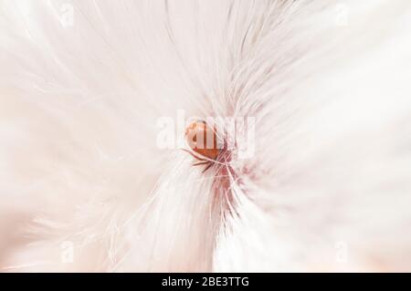 Francia, Loiret (45), zecca femmina (Ixodes ricinus), specie diffusa in Francia, sulla testa del cane shih-tzu Foto Stock