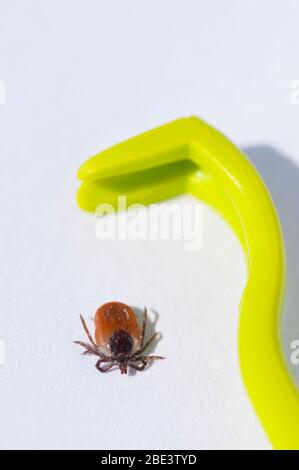 Francia, Loiret (45), zecca femmina (Ixodes ricinus) e estrattore di zecche, specie diffusa in Francia, vettore di trasmissione della malattia di Lyme borreliosis Foto Stock