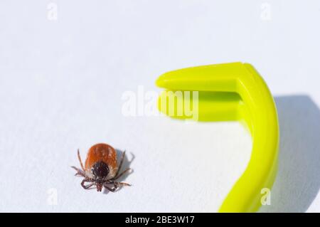 Francia, Loiret (45), zecca femmina (Ixodes ricinus) e estrattore di zecche, specie diffusa in Francia, vettore di trasmissione della malattia di Lyme borreliosis Foto Stock