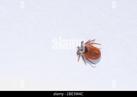 Francia, Loiret (45), zecca femmina (Ixodes ricinus), specie diffusa in Francia, vettore di trasmissione della malattia di Lyme borreliosis Foto Stock