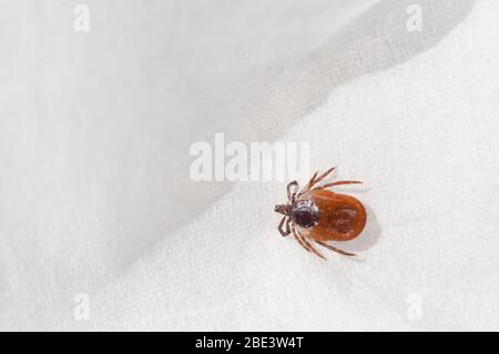 Francia, Loiret (45), zecca femmina (Ixodes ricinus), specie diffusa in Francia, vettore di trasmissione della malattia di Lyme borreliosis Foto Stock