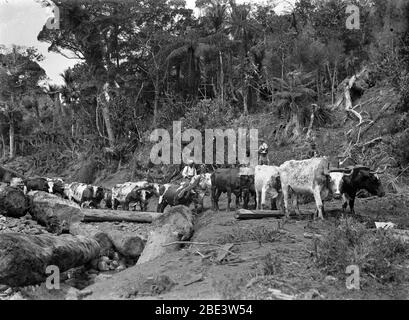 Una squadra di tori che rimuove i tronchi dell'albero di kauri in uno stand di cespuglio nativo vicino Piha nell'Isola del Nord della Nuova Zelanda, circa 1915, dal fotografo Albert Percy Godber Foto Stock