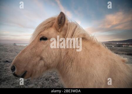 Cavalli islandesi e bellissimo paesaggio Foto Stock