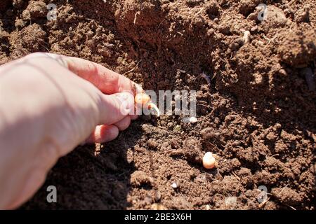 la mano sinistra della donna pudgy che pianta i semi germogliati del pisello in un solco in suolo appena girato Foto Stock