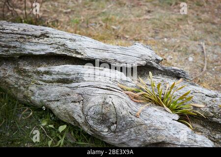 Giovani lattuga minatori (Claytonia perfoliata - anche conosciuta come 'lattuga indiana', 'pring beauty' e 'purslane inverno') che crescono in una crepa in driftwood o