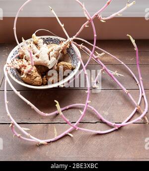 ciotola di patate e zenzero sbattiti che crescono lunghi germogli rosa Foto Stock