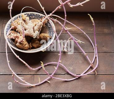 ciotola di patate e zenzero sbattiti che crescono lunghi germogli rosa Foto Stock