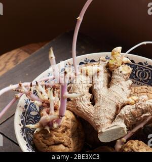 ciotola di patate e zenzero sbattiti che crescono lunghi germogli rosa Foto Stock