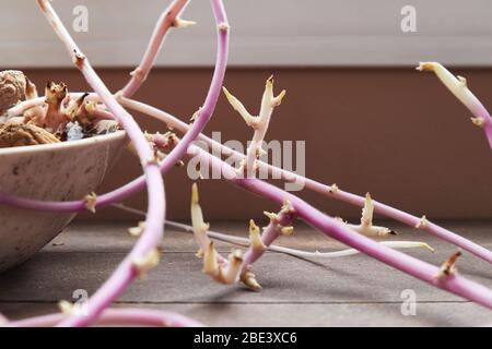 ciotola di patate e zenzero sbattiti che crescono lunghi germogli rosa Foto Stock