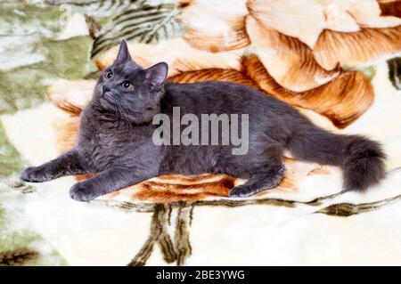 Soffice gatto britannico grigio che giace sul letto, bello animale domestico tema Foto Stock