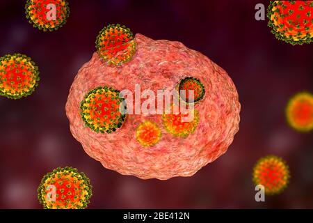 Covid-19 coronavirus infettando le cellule umane, illustrazione Foto Stock