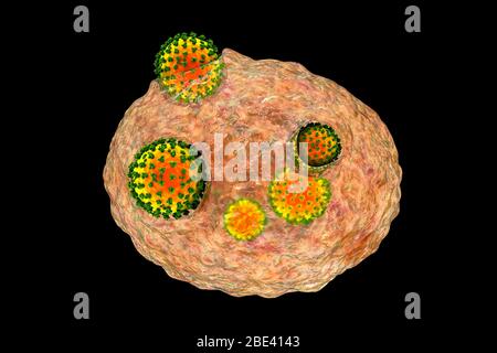 Covid-19 coronavirus infettando le cellule umane, illustrazione Foto Stock