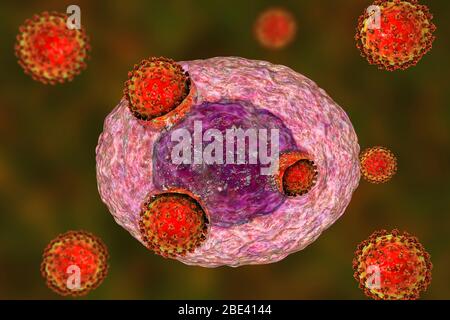 Covid-19 coronavirus infettando le cellule umane, illustrazione Foto Stock