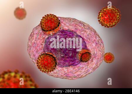 Covid-19 coronavirus infettando le cellule umane, illustrazione Foto Stock