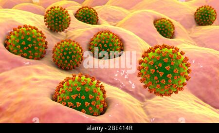 Covid-19 coronavirus infettando le cellule umane, illustrazione Foto Stock