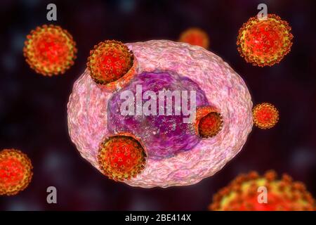 Covid-19 coronavirus infettando le cellule umane, illustrazione Foto Stock