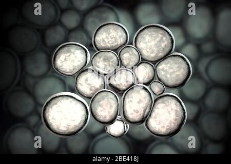 Batteri ureaplasma urealiticum, illustrazione del calcolatore. L'urealitico è un piccolo batterio polimorfo senza una parete cellulare. Possono causare uretrite sessualmente trasmessa e vaginosi batterica, ed anche sono collegati all'infertilità. Foto Stock