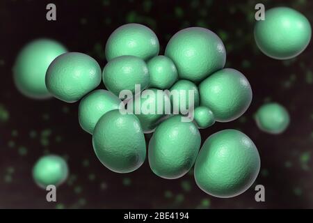Batteri ureaplasma urealiticum, illustrazione del calcolatore. L'urealitico è un piccolo batterio polimorfo senza una parete cellulare. Possono causare uretrite sessualmente trasmessa e vaginosi batterica, ed anche sono collegati all'infertilità. Foto Stock