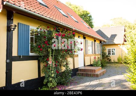 L'esterno di un cottage giallo con rose estive nella città di Nexø sull'isola di Bornholm in Danimarca. Foto Stock