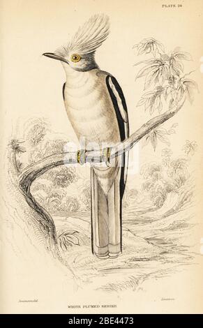 Elmetshrike bianco-crestato, Pionops plumatus. (Gamberi bianchi in piruma.) Incisione in acciaio a mano di William Lizars dopo un'illustrazione di William John Swaison dai suoi uccelli dell'Africa occidentale nella Biblioteca Naturalista di Sir William Jardine: Ornitologia, Lizars, Edimburgo, 1837. Foto Stock