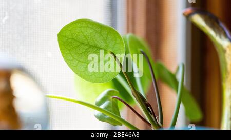 Macro primo piano delle vene della foglia di una pianta verde verde verde su un davanzale in legno Foto Stock