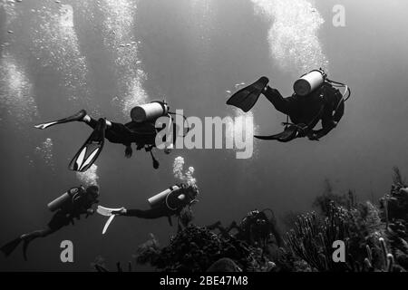 Quattro subacquei diving nella barriera Corallina di Belize, tre Amigos Dive Site, Atollo di Turneffe; Belize Foto Stock