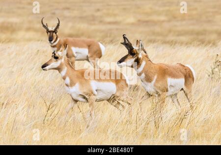 Pronghorn bucks and doe (Antilocapra americana) durante la trota; Cheyenne, Wyoming, Stati Uniti d'America Foto Stock