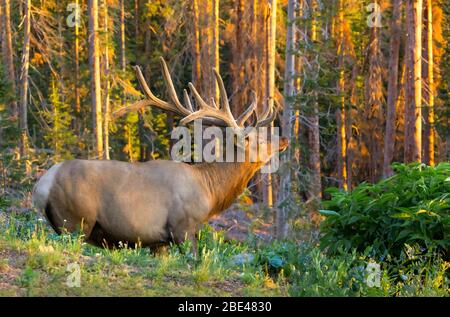 Bull Elk (Cervus canadensis) in piedi in una foresta con luce solare dorata al tramonto; Estes Park, Colorado, Stati Uniti d'America Foto Stock