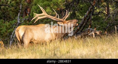 Toro alce (Cervus canadensis) in erba alta sul bordo di una foresta; Estes Park, Colorado, Stati Uniti d'America Foto Stock