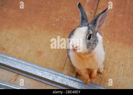 Foto ravvicinata di un curioso coniglio bunny grigio e bianco che guarda la fotocamera Foto Stock