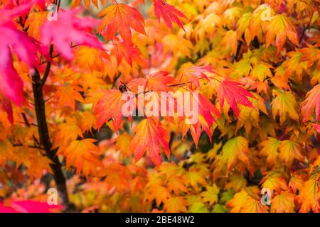 Gli alberi di acero della vite (Acer cirminatum) espongono i colori autunnali lungo il fiume Netul; Astoria, Oregon, Stati Uniti d'America Foto Stock