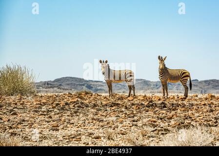Due Zebra, montagna Brandberg, Damaraland; Regione Kunene, Namibia Foto Stock