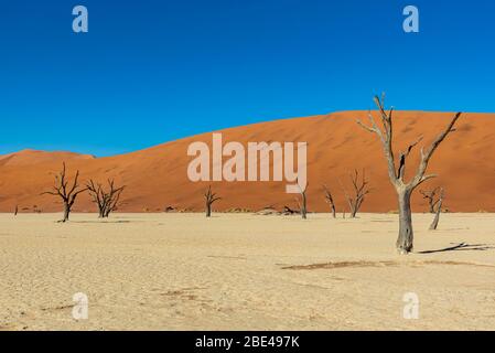 Deadvlei, una panna di argilla bianca circondata dalle dune di sabbia più alte del mondo e alberi di cammello (Vachellia erioloba), deserto del Namib; Namibia Foto Stock