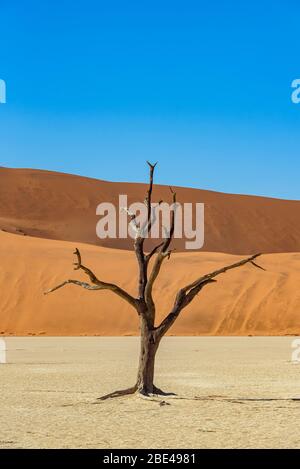 Deadvlei, una panna di argilla bianca circondata dalle dune di sabbia più alte del mondo e alberi di cammello (Vachellia erioloba), deserto del Namib; Namibia Foto Stock