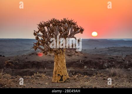 Quiver Tree (Aloidendron dichotomum), Hardap Resort, Hardap Region; Namibia Foto Stock