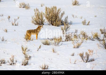 Lone Coyote (Canis latrans) si erge e urla nel paesaggio verdino del Parco Nazionale di Yellowstone; Wyoming, Stati Uniti d'America Foto Stock