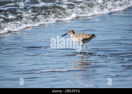 Un willet (Tringa semipalmata) si snoda lungo la spiaggia di fronte ad un'onda in arrivo; Seaside, California, Stati Uniti d'America Foto Stock