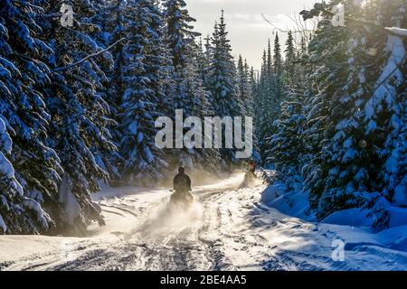 Motoslitte che attraversano una foresta in inverno; Sun Peaks, British Columbia, Canada Foto Stock